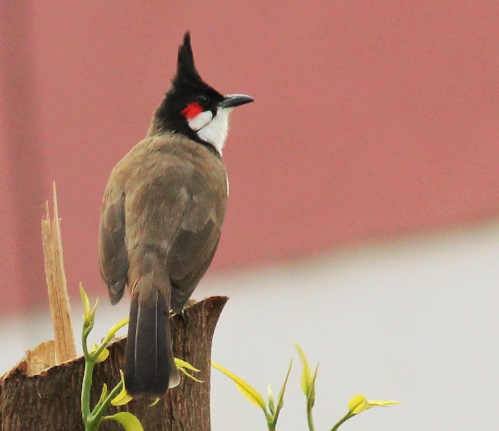 Red-whiskered bulbul - Wikipedia