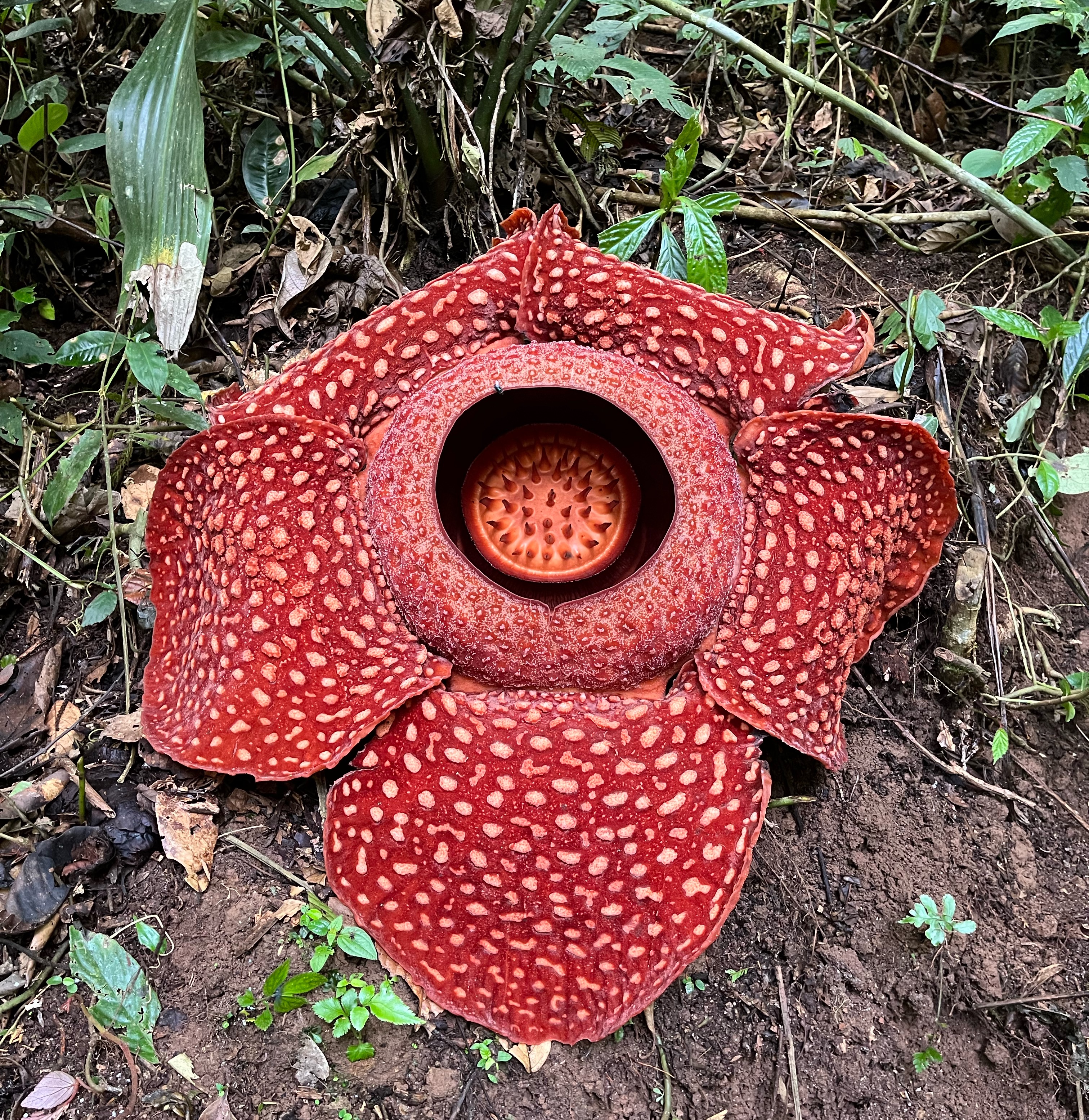 Rafflesia arnoldii - Wikipedia
