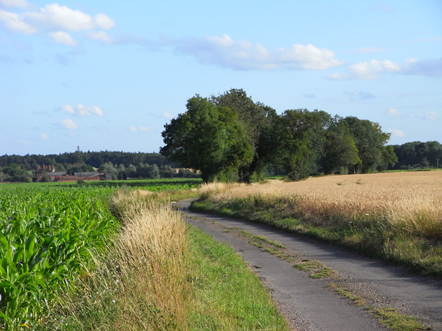 File:Road, Mapledurham - geograph.org.uk - 1595621.jpg