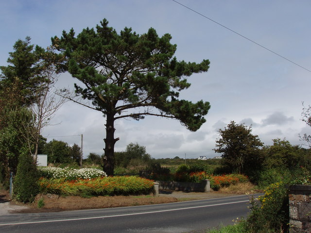 File:Roadside tree and flowers near Ballymabin - geograph.org.uk - 1476509.jpg