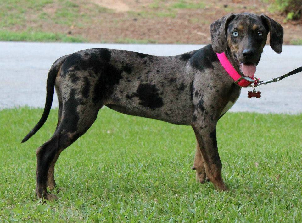 Sasquatch_Catahoula_Female.jpg