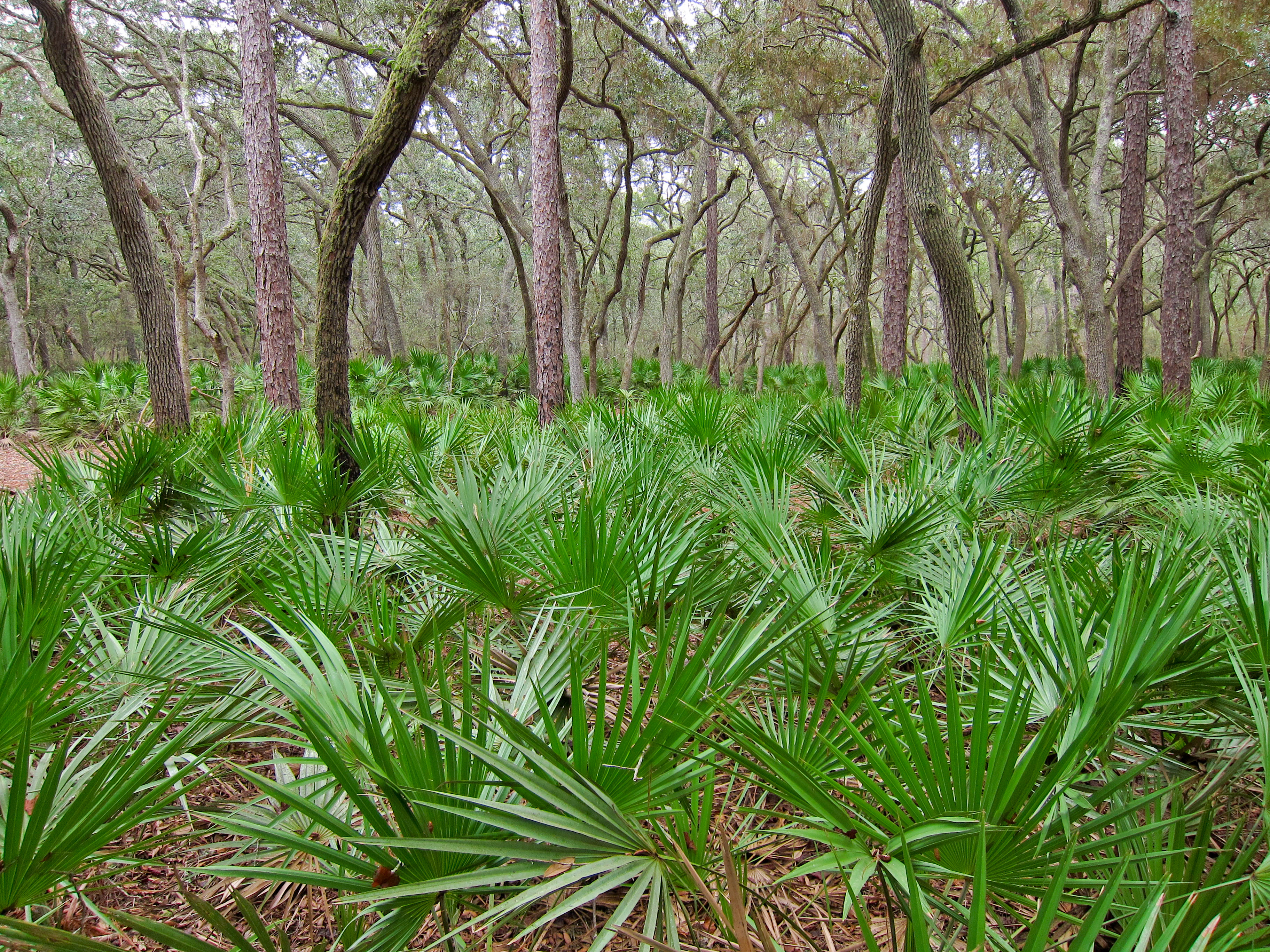 Saw_palmetto_(Serenoa_repens)_in_Manatee