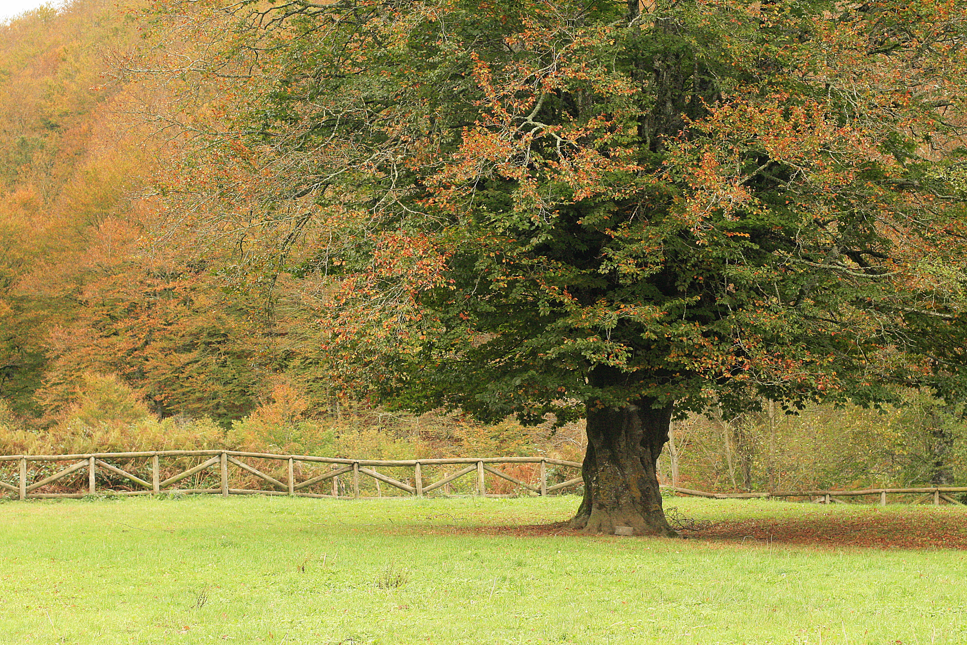 Случайные деревья. Дуб Гроув. Oak Grove панорама. Oak Grove Panorama.