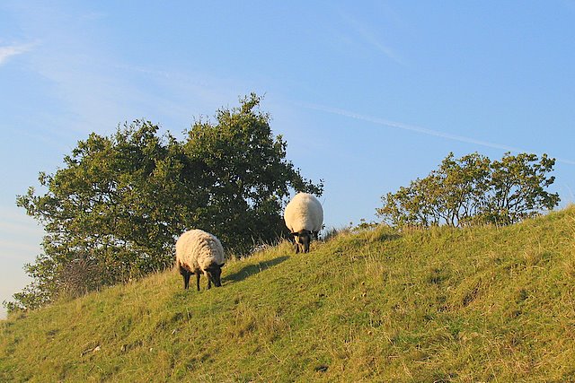Sheep on the ramparts at Dolebury Warren Hillfort - geograph.org.uk - 593098