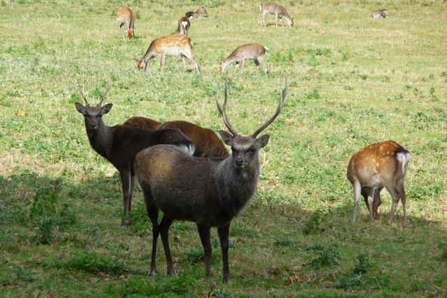 File:Sika stags at Arne RSPB Nature Reserve - geograph.org.uk - 1769373.jpg