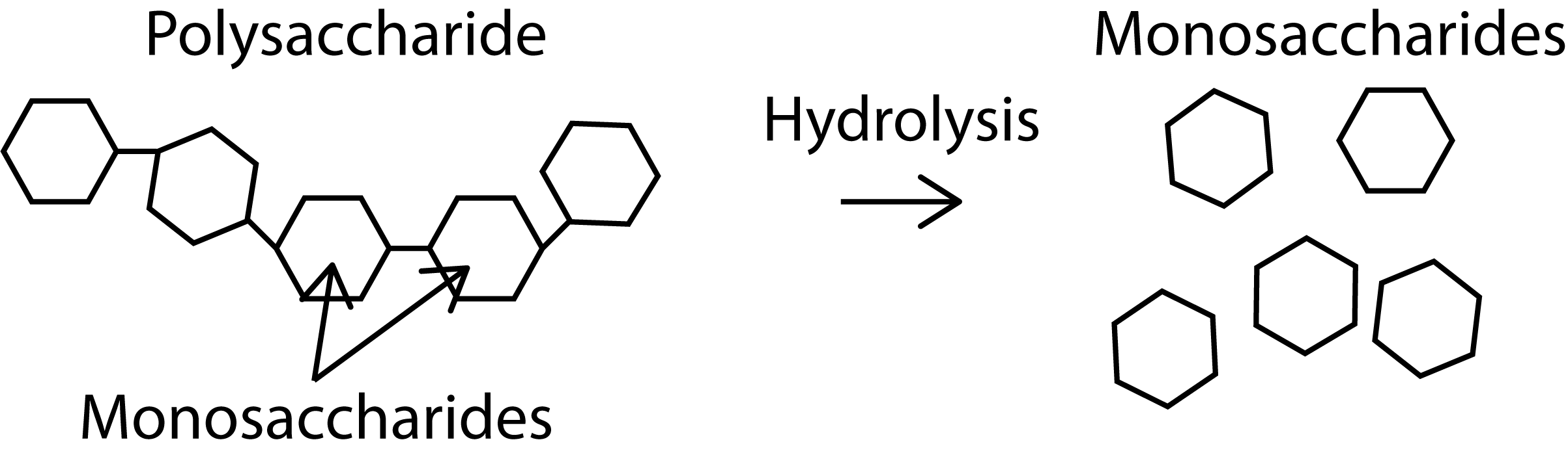 simple polysaccharide