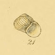 <i>Moelleria</i> Genus of gastropods