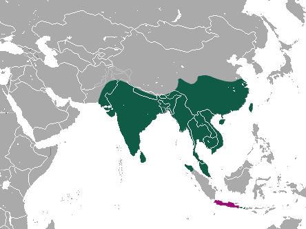 File:Small Indian Civet area.png