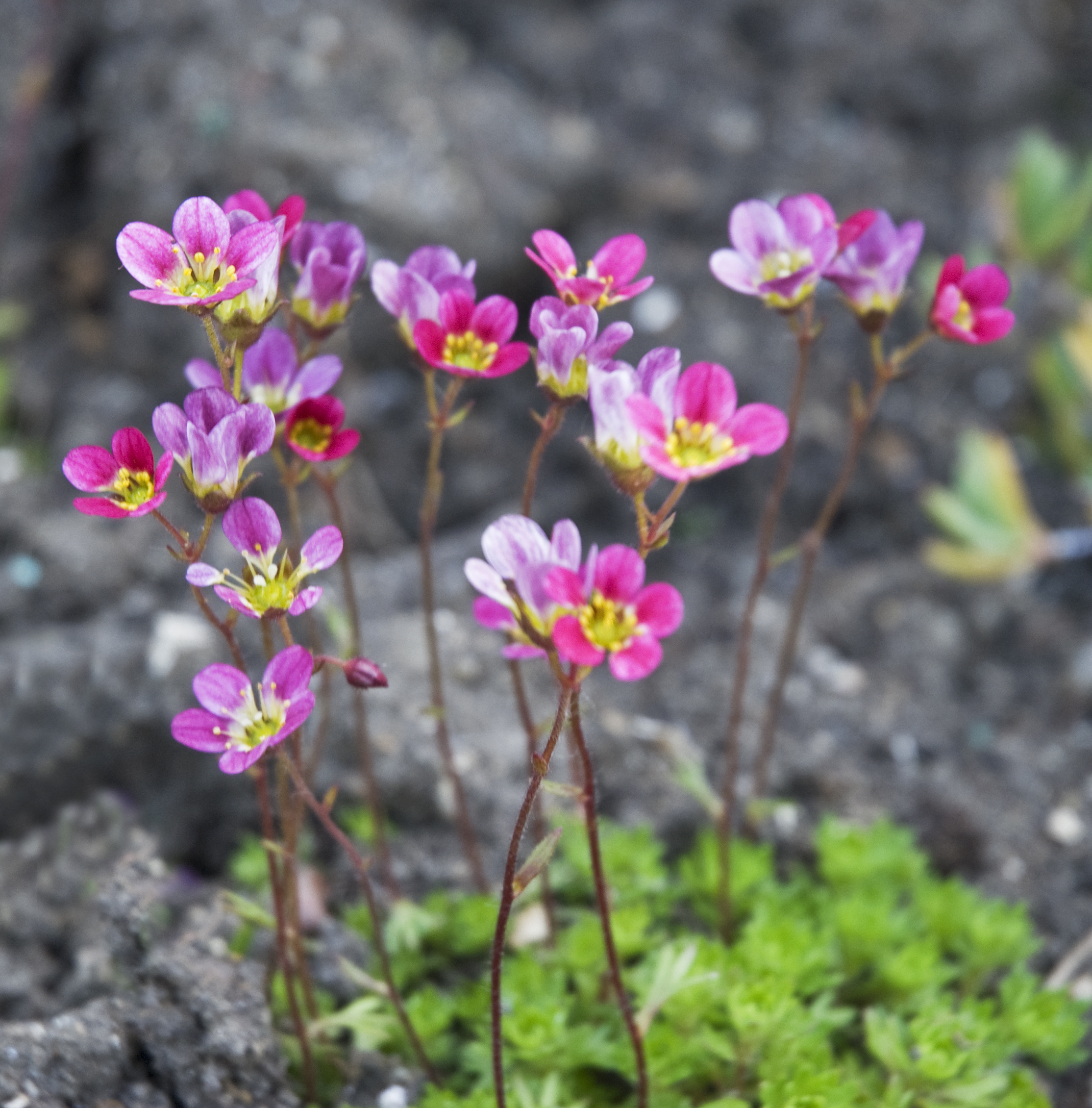 File Small Flowers 5371688781 Jpg Wikimedia Commons