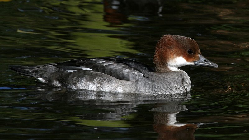 File:Smew (Mergellus albellus) (2).jpg