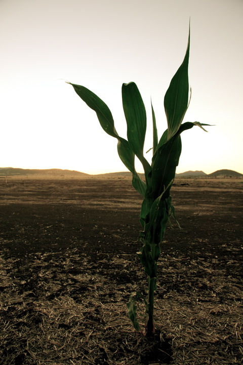 Hey! Is this heaven? (Shoeless Joe, Ray Liotta) - No, it's Iowa