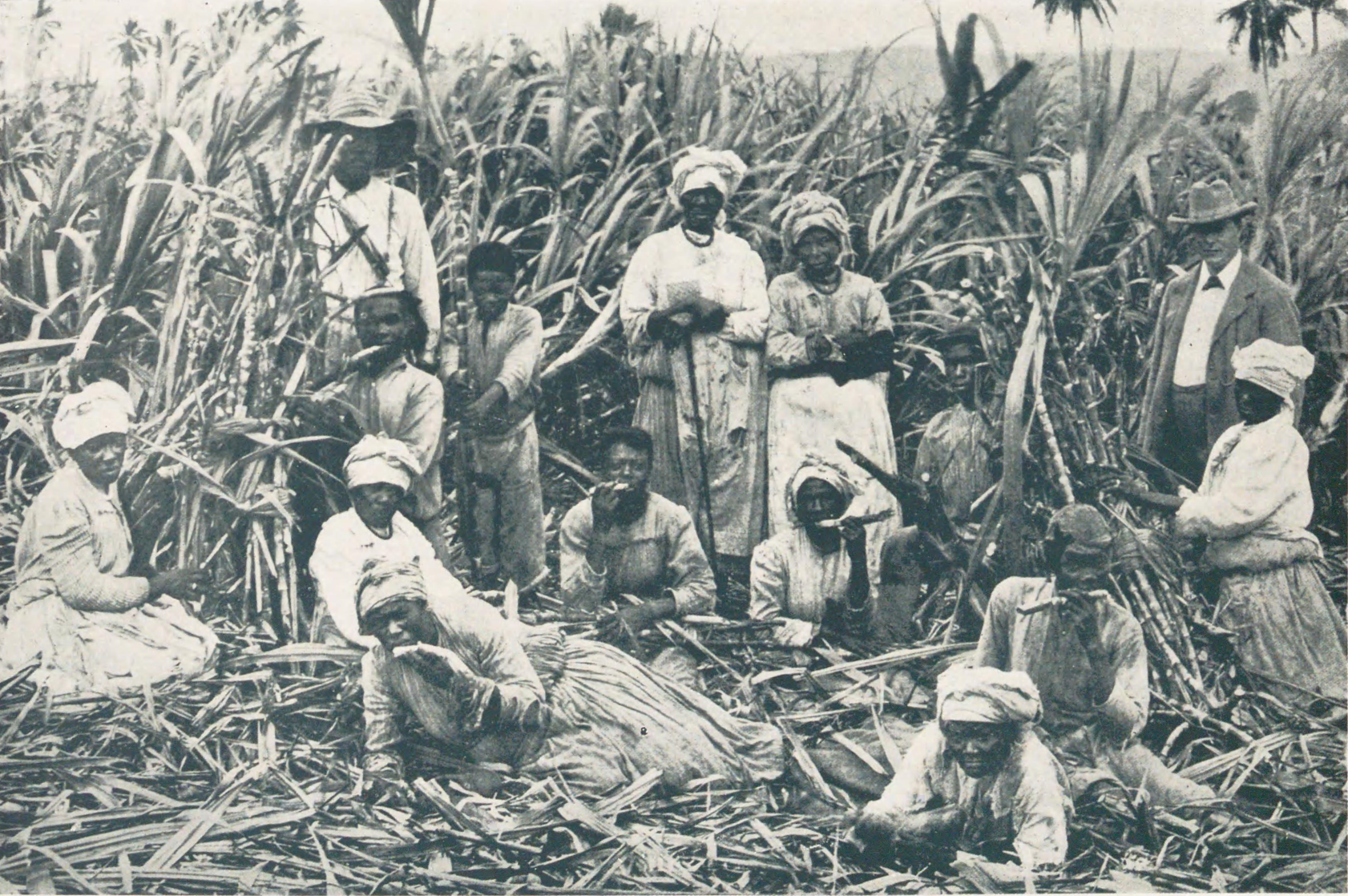 sugar cane field png