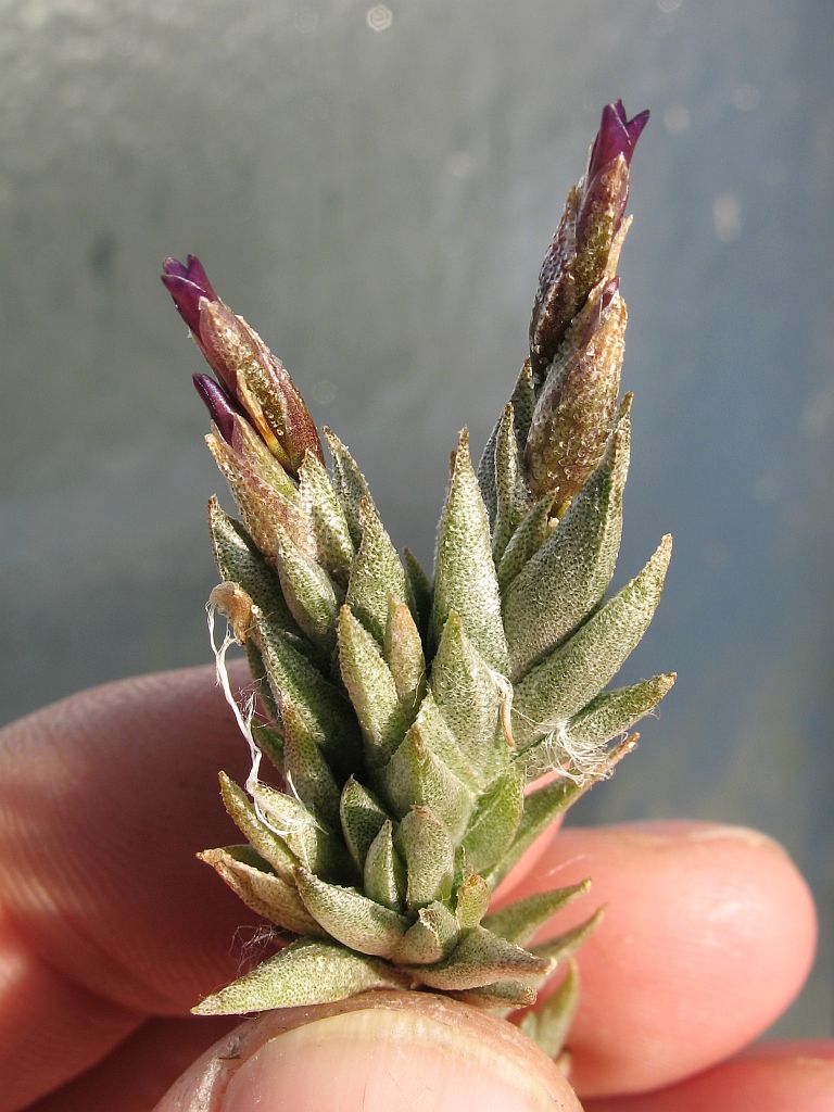 割引クーポン購入 Tillandsia angulosa HR 実生 - フラワー・ガーデニング