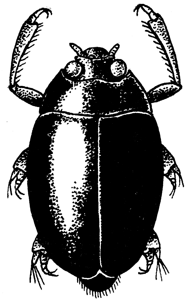 whirligig beetle diagram