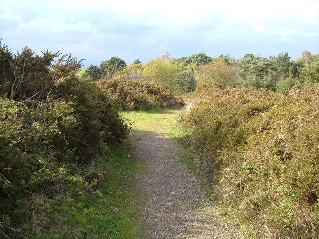 Woodbury Common - geograph.org.uk - 163106