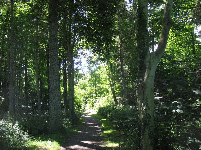 Woodland walk - geograph.org.uk - 874918