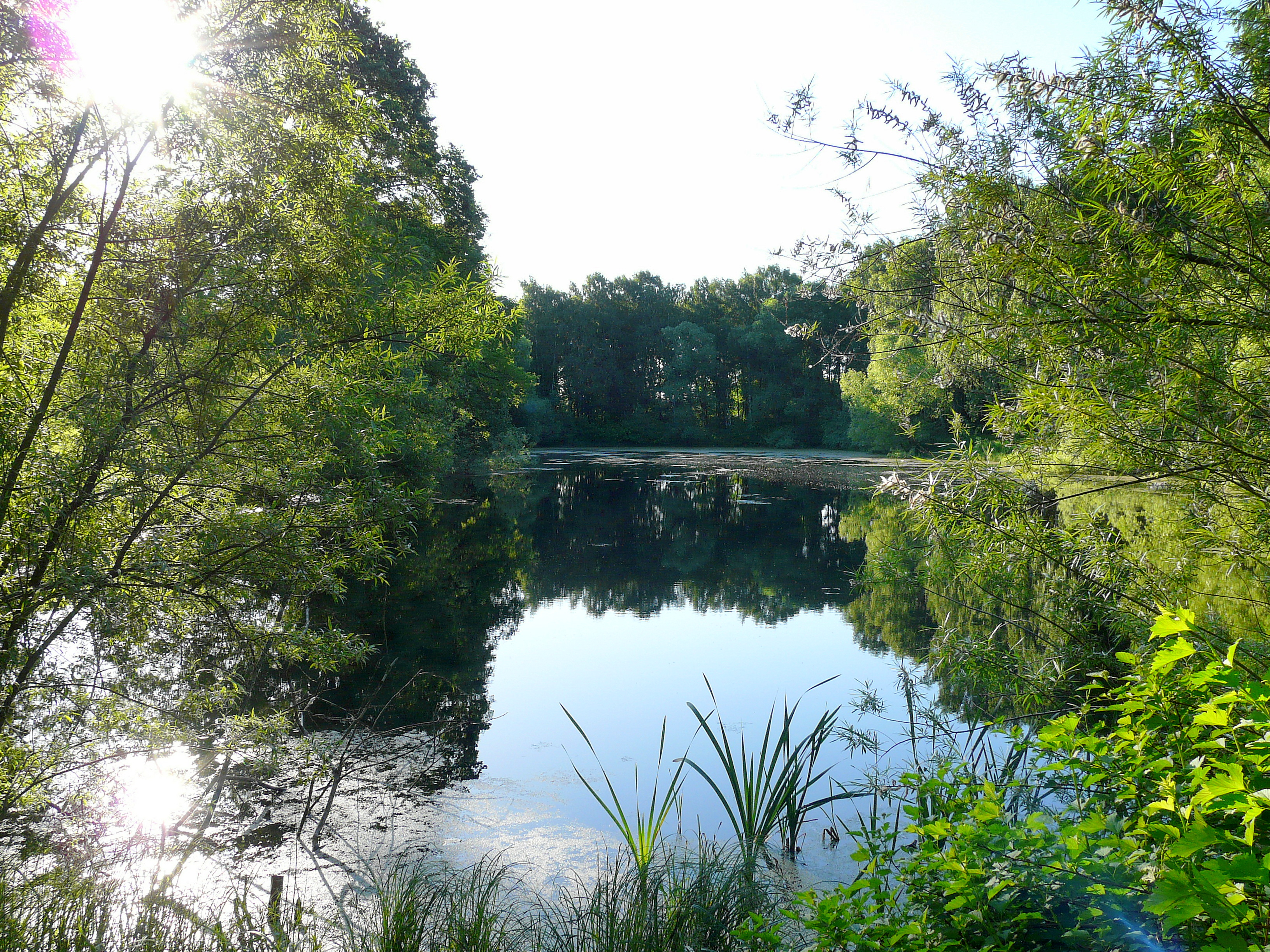 Pond 5. Егерский пруд в Сокольниках. Петропавловский парк прогулка пруды. Пруд 5 на 5. 5 Пруд Скопин.