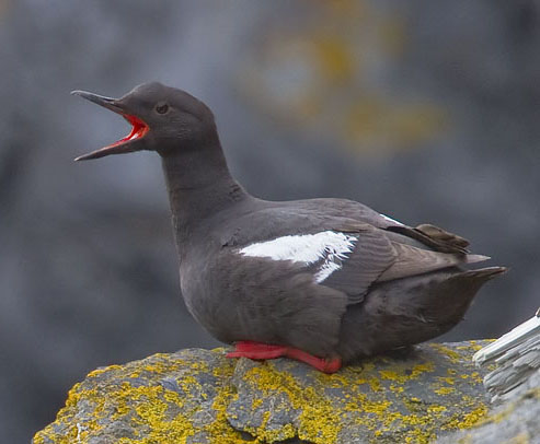 File:2010-pigeon-guillemot.jpg