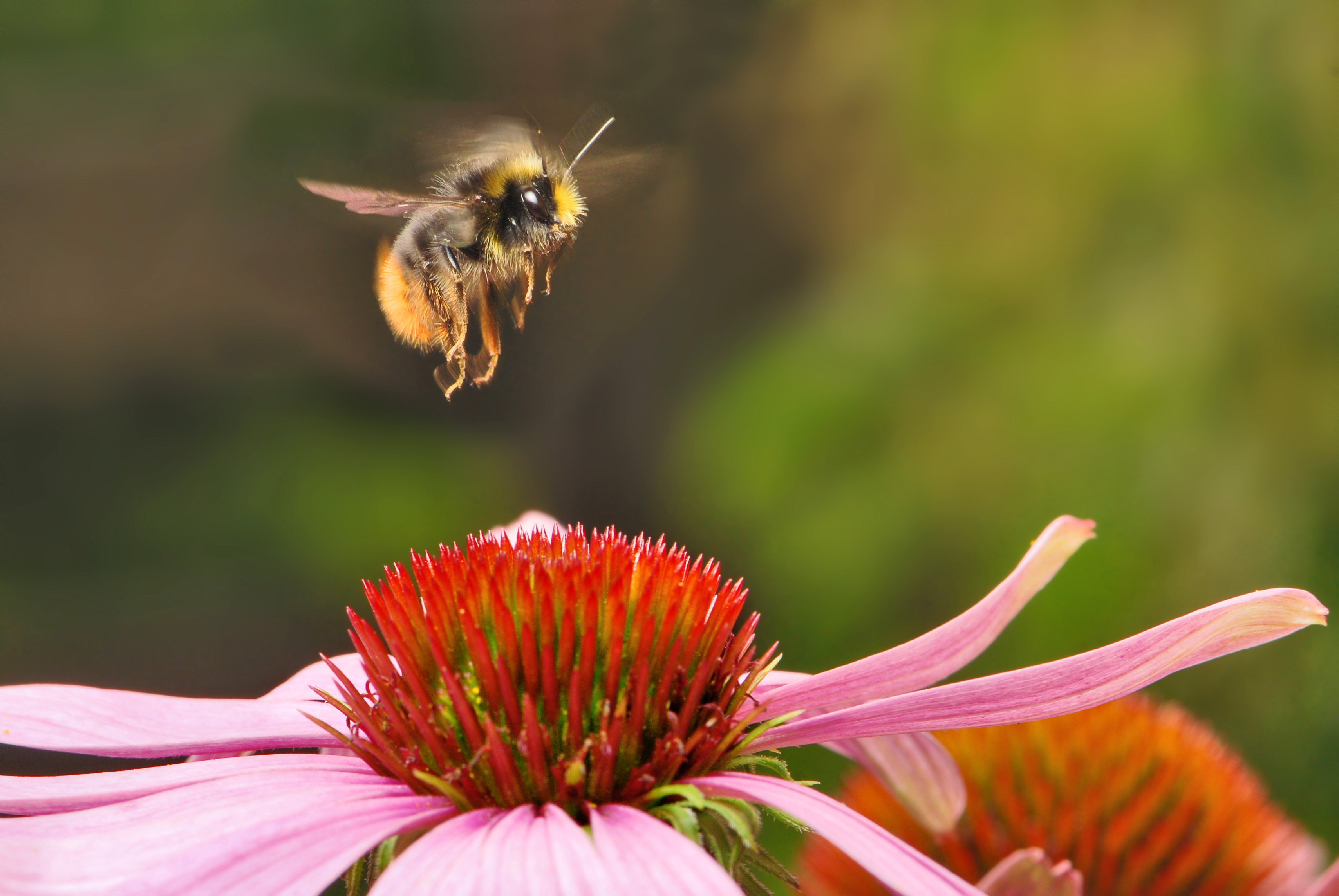 AD2009Aug08_Bombus_pratorum.jpg