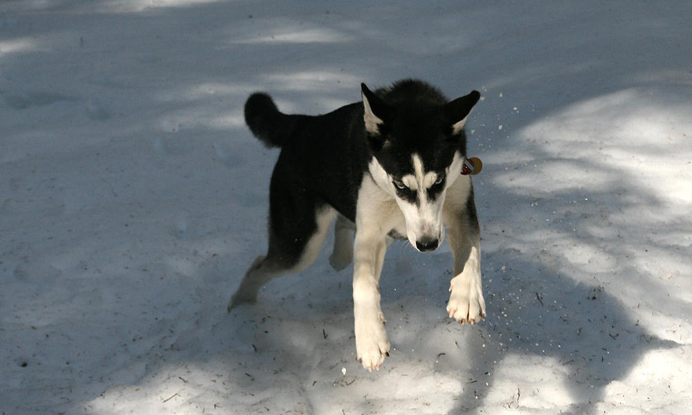 husky hunting