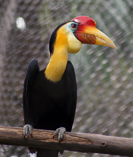  Burung  Enggang Jambul Hitam Wikipedia Bahasa Melayu 