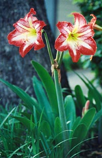 Hippeastrum – Wikipédia, a enciclopédia livre