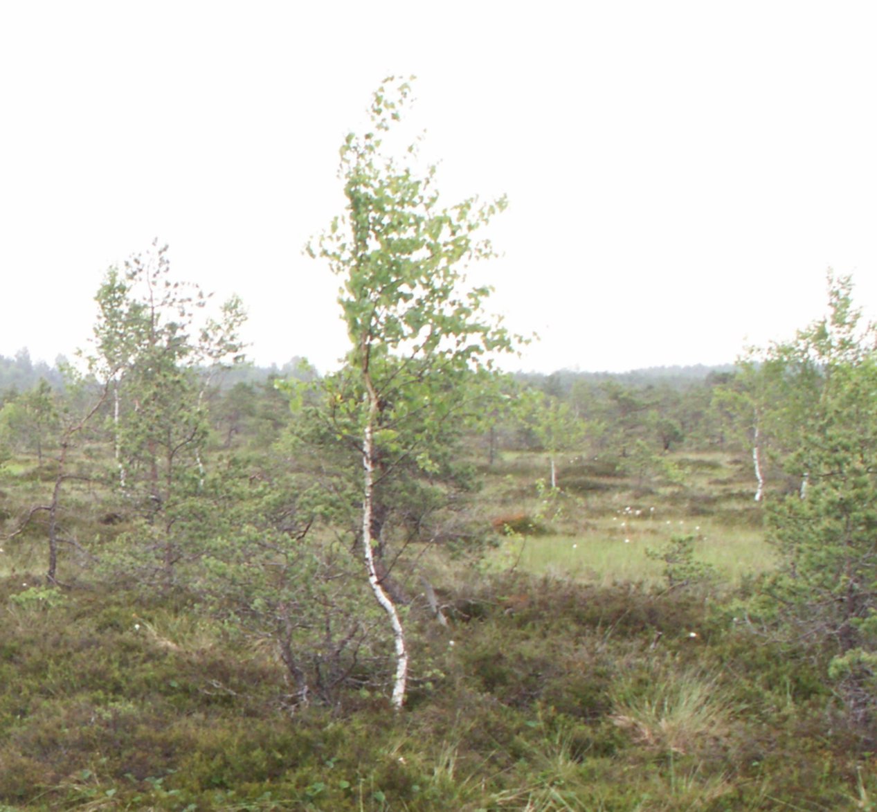 Корейская береза. Betula pubescens. Березы во Франции. Корейская береза фото.