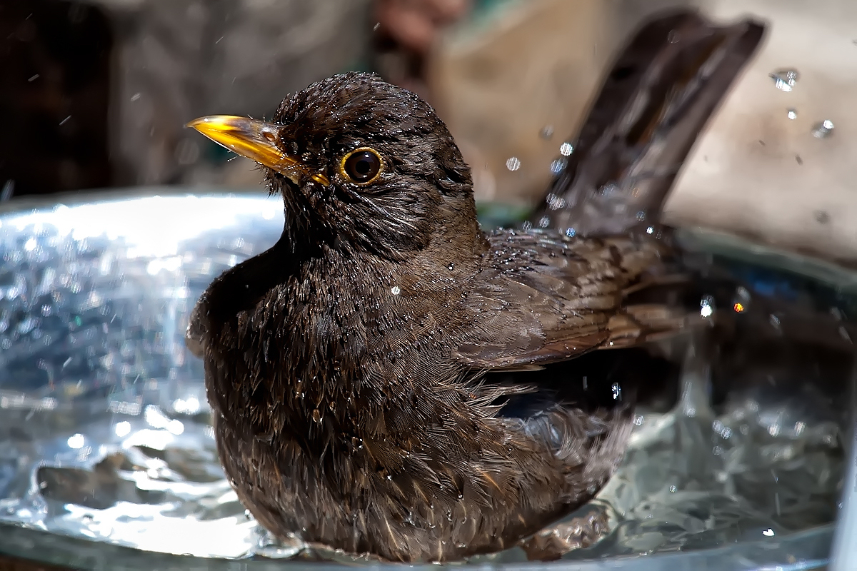 Bird bath size and depth