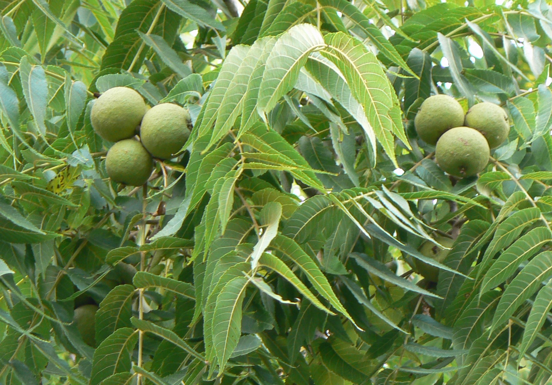 Juglans nigra - Wikipedia