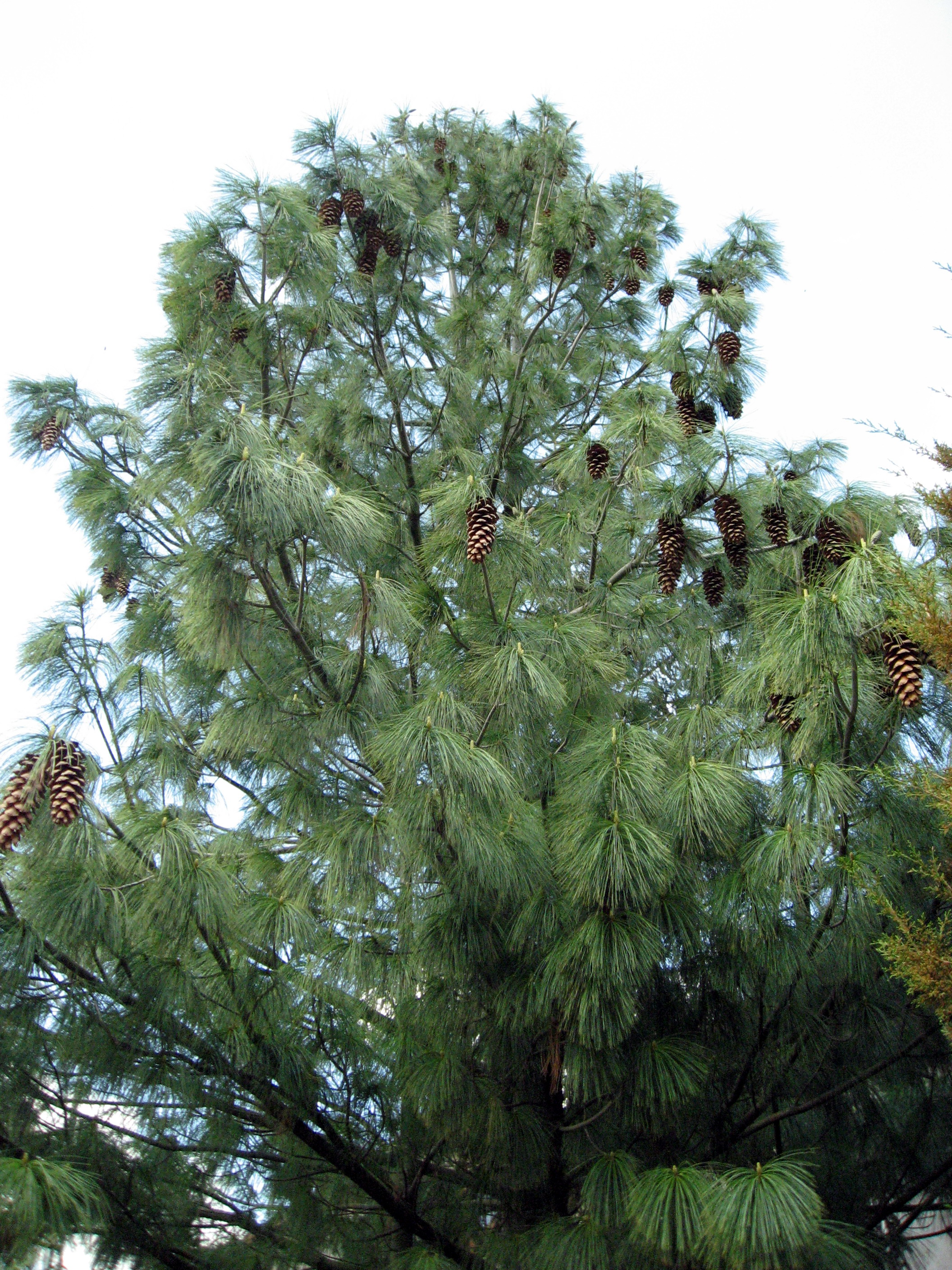 Pinus wallichiana 'Vicky' 10л 40-50...5700р....длиннохвойная