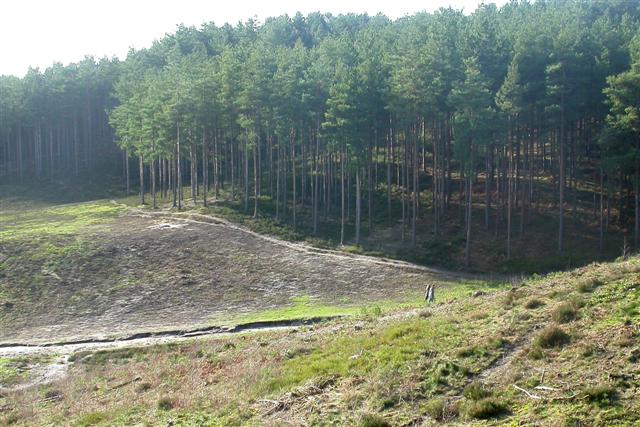 Bourne Wood - geograph.org.uk - 317184