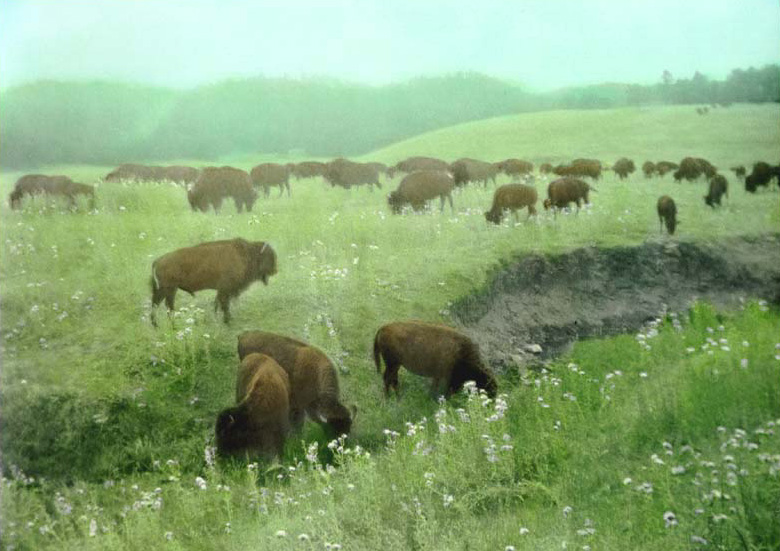 File:Buffalo Herd grazing South Dakota.jpg