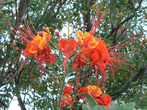 File:Caesalpinia pulcherrima2.jpg