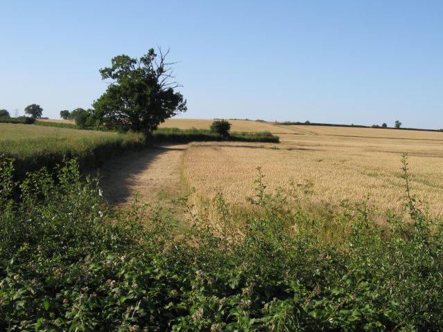 File:Cereal crops and hedgerows - geograph.org.uk - 202763.jpg