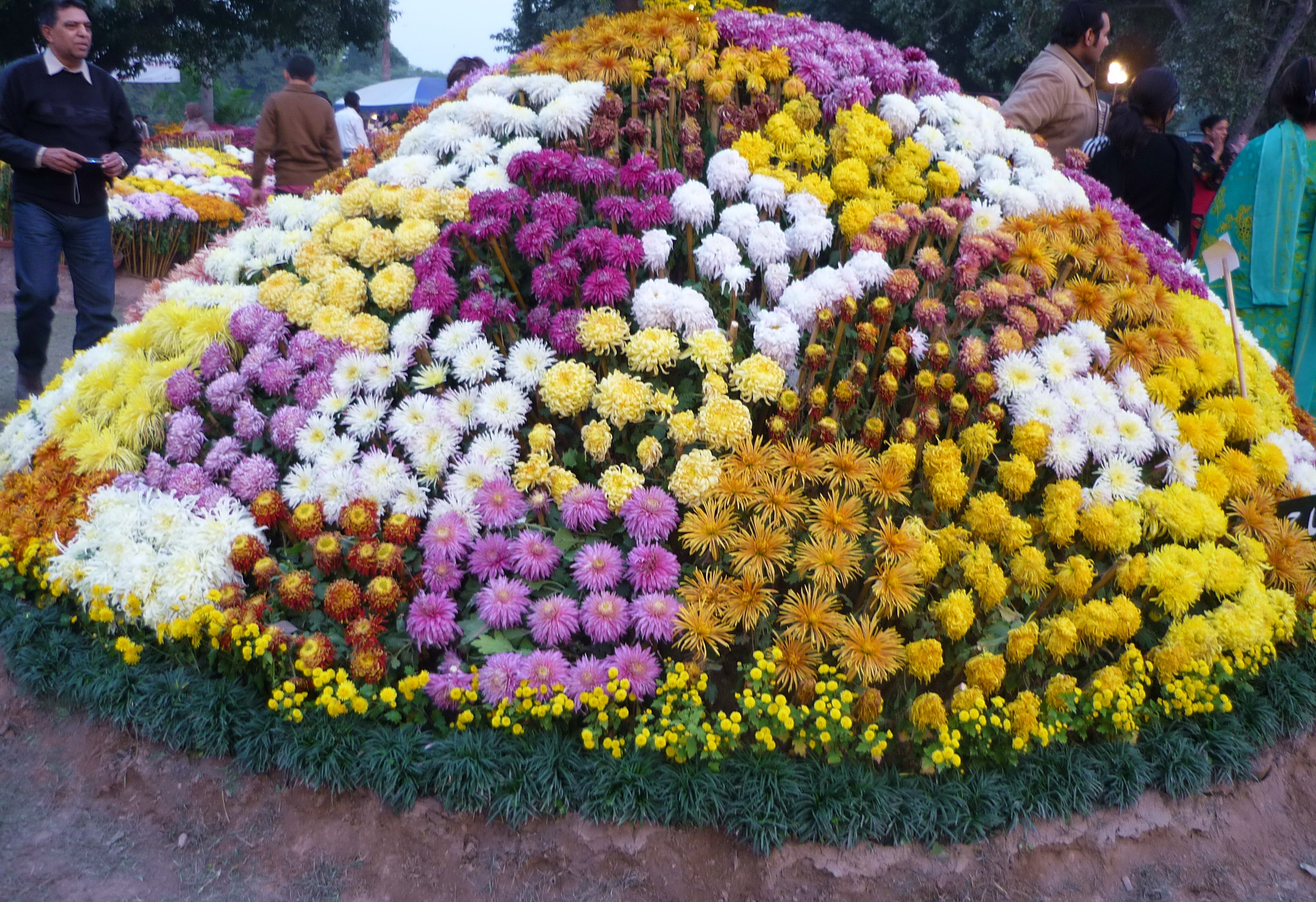 File:Chrysanthemum.show.jpg - Wikipedia