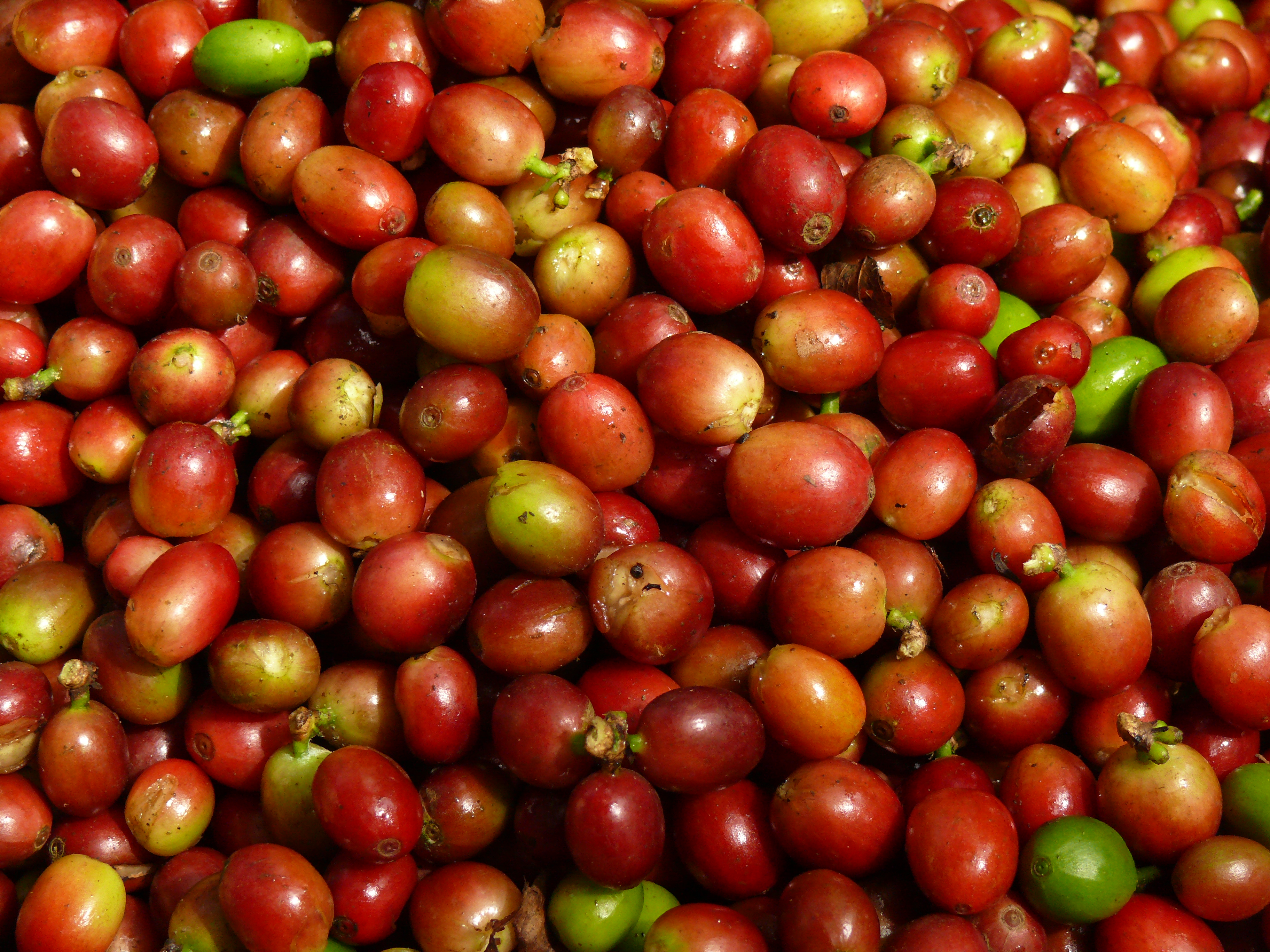 An image of coffee berries before they are processed to get at the beans inside.