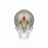 Le corps calleux relie les deux hémisphères cérébraux.