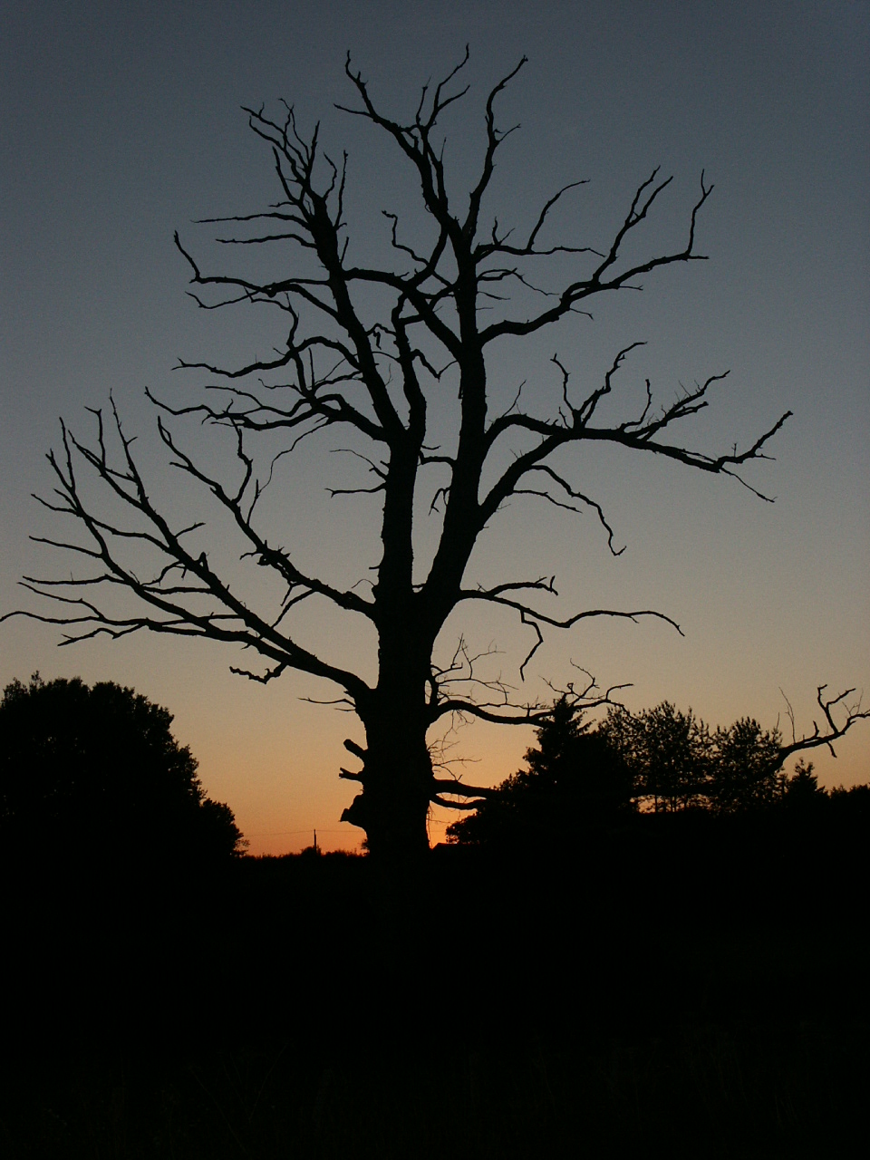 File Dead Tree Silhouette With Sunset Jpg Wikimedia Commons