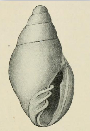 <i>Dentimargo altispira</i> Extinct species of gastropod