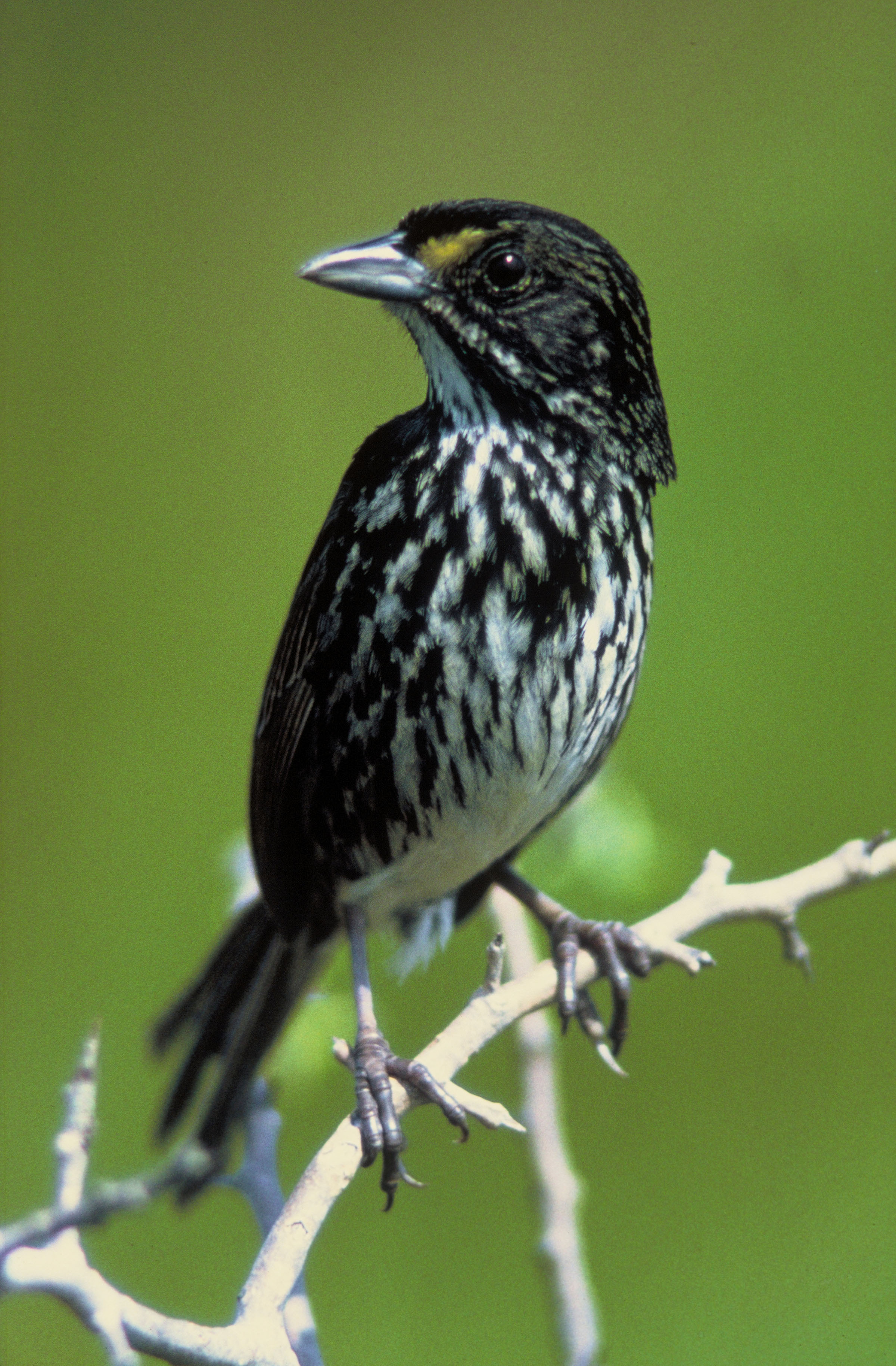 Conservacion De Las Aves Wikipedia La Enciclopedia Libre