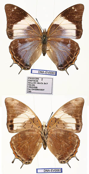 <i>Charaxes chintechi</i> Species of butterfly