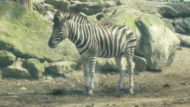 File:Equus quagga chapmani in Gunma Safari Park 20070814 2.jpg