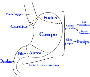 Divisiones del estómago