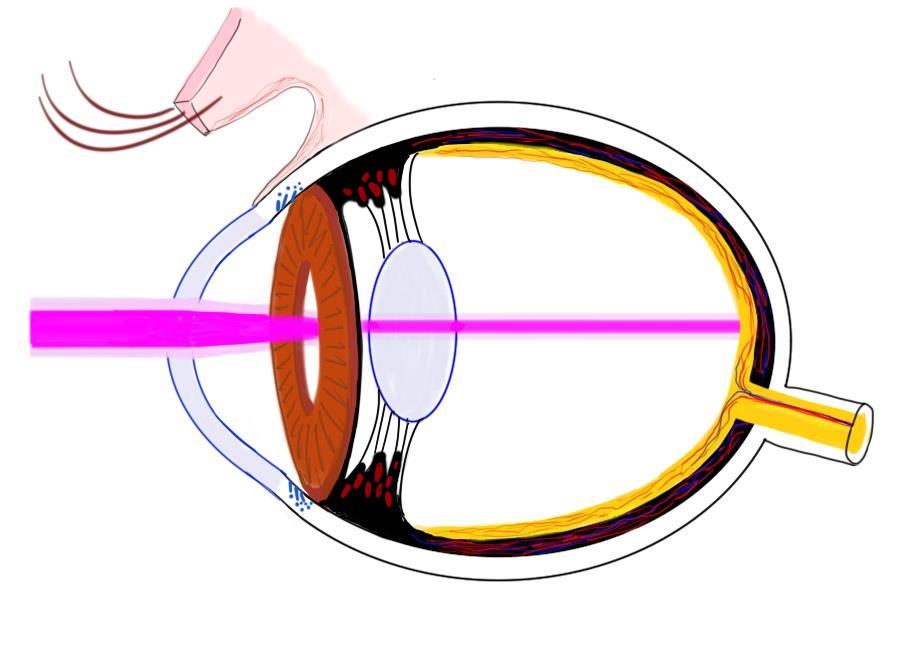 eyeball anatomy unlabeled