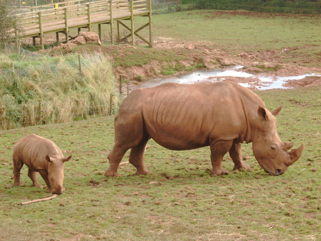 File:Field with mother and young rhino - geograph.org.uk - 1007185.jpg
