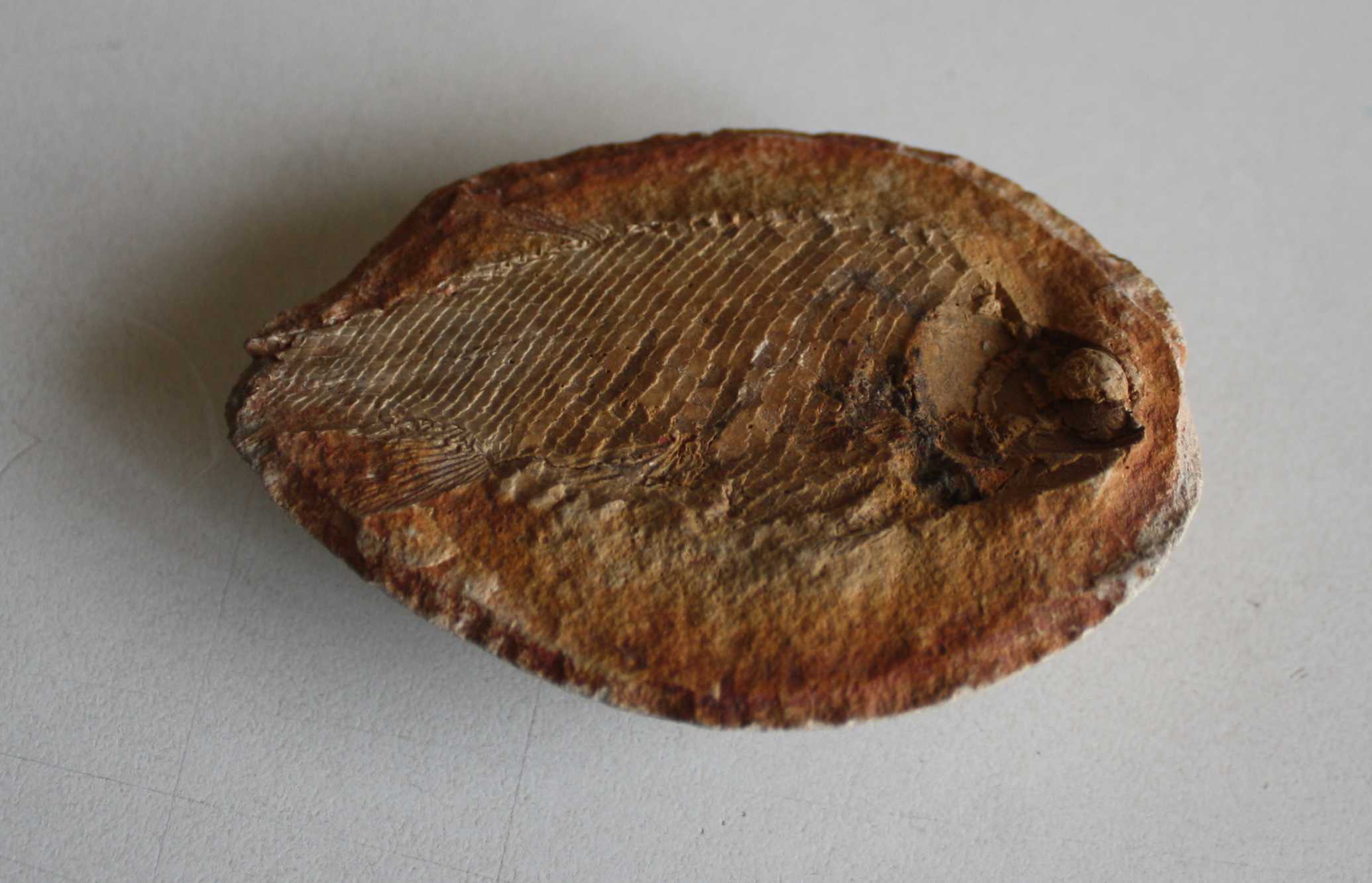 File:Fish trace fossil.JPG - Wikimedia Commons