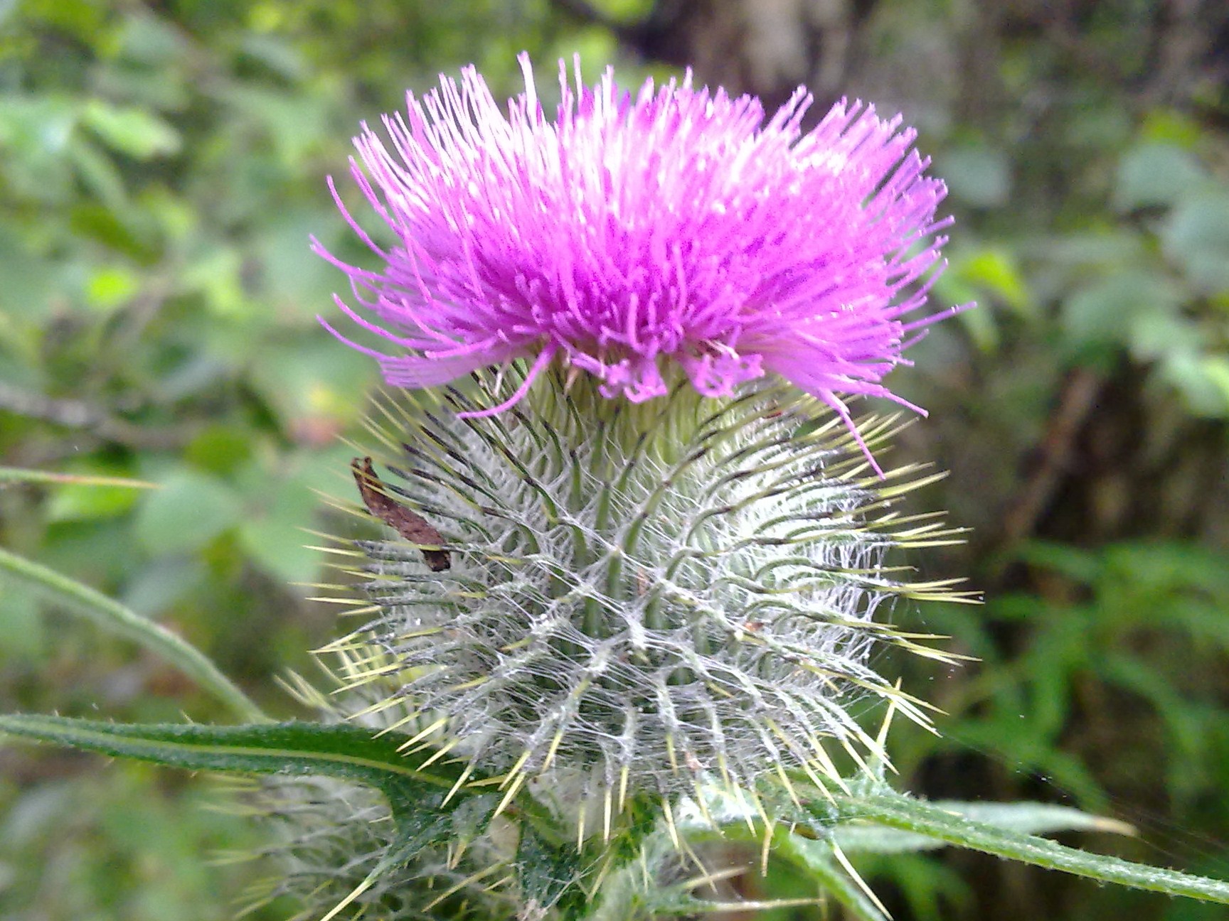 Цветок шотландии. Flower of Scotland. Scottish Flower. Flower of Scotland: the Scottish National Anthem. Scottish Flower brit6 005 цена.