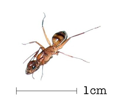 Origins of piss ant
