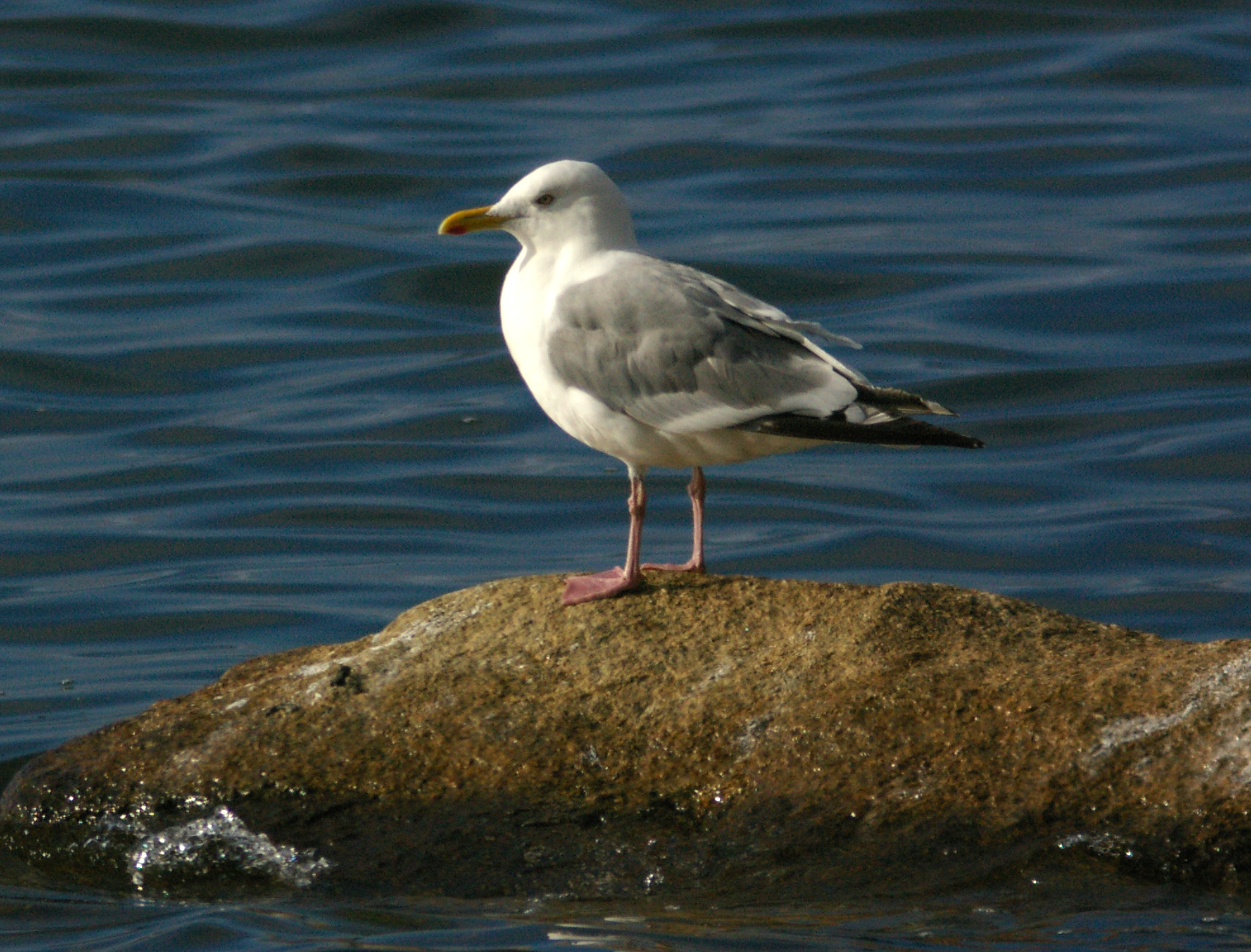 GULL, VEGA (9-5-08) Gambell, Ak -03 (2844589388).jpg