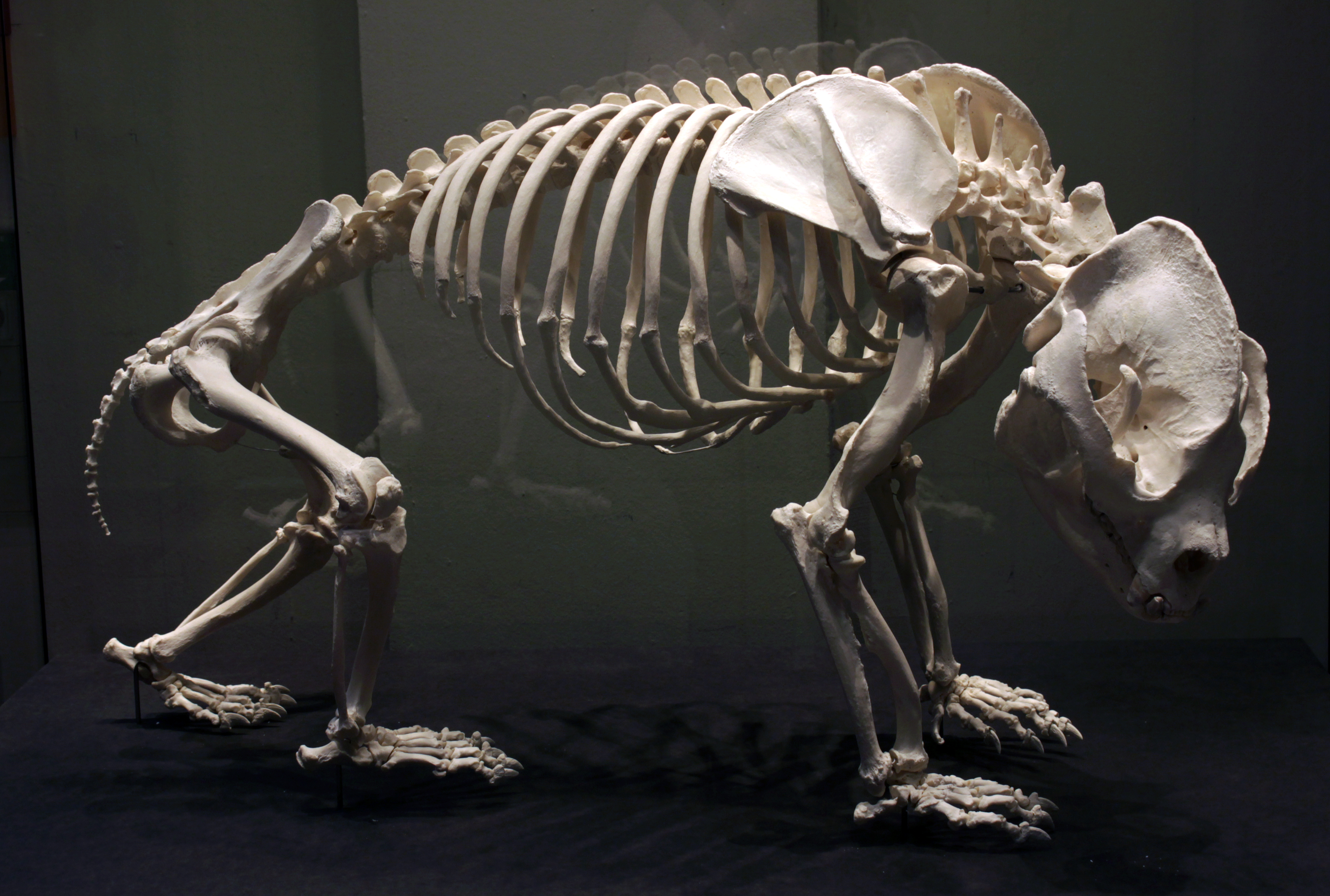 https://upload.wikimedia.org/wikipedia/commons/d/de/Giant_panda_skeleton_Bao_Bao_Berlin_Museum_f%C3%BCr_Naturkunde_28042018.jpg